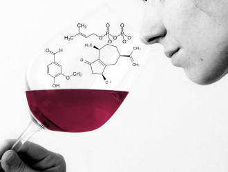 profumi vino molecole v2