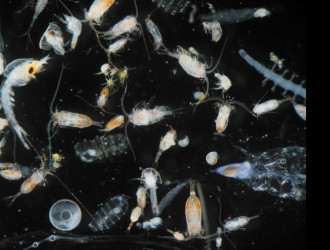 zooplankton di capua