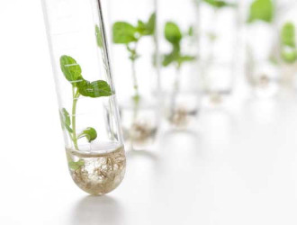 Tech 12 Test Tube Plants 1