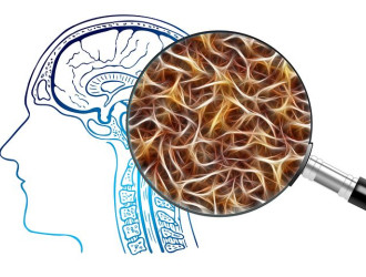 1. Look Deep into brain Dentro il cervello