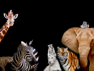 Earth 21 Animals