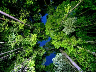 Earth 23 Forest Canopy