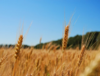 Earth 37 Wheat Field